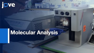 Endothelial-Mesenchymal Transition Induced:Transforming Growth Factor-β Signaling l Protocol Preview