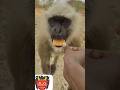 #monkey #ramnaamsejagmaghai #animals #monkeychallenge #funny