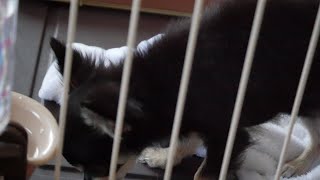 K9ナチュラル｜ラムの胃袋が大好きすぎる子犬のチワワw【可愛い】【dog】【グリーントライプ】【大好物】