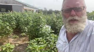 Another Look At A Victory: creative homesteading