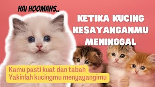 Sedih ketika kucing kesayanganmu meninggal, kamu menangis berlarut-larut by MeongLy 156 views 1 year ago 3 minutes, 6 seconds