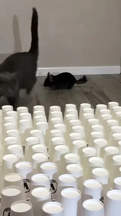 Watch the video about Chinchilla and cat trying LONG JUMP CHALLENGE