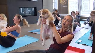 The mental health benefits of puppy yoga