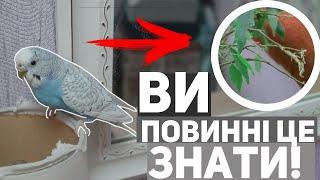 НЕ заводьте папугаїв поки не подивитесь це відео ! ** папуга з'їла фікус **хвилясті папуги - догляд