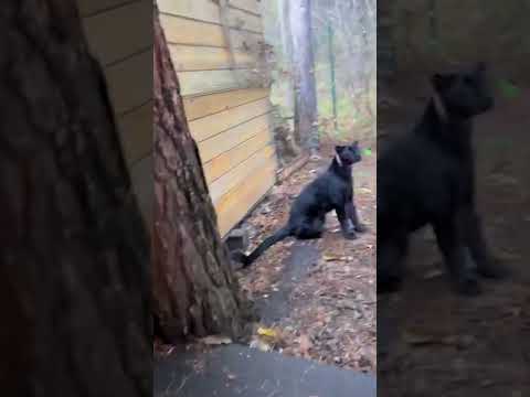 Video: Den fjernøstlige leopard er en stor kat på randen af udryddelse