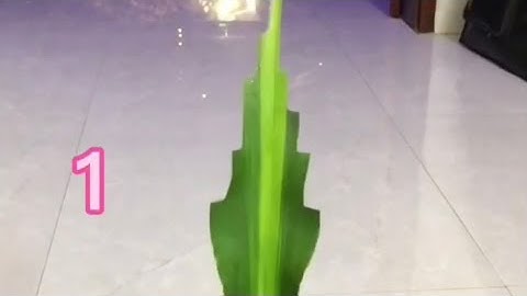 T9. Cách tỉa lá thiết mộc lan.