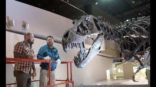 How do we clean the dinosaurs at the Houston Museum of Natural Science?