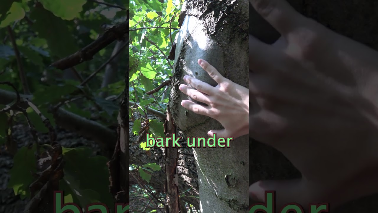 This will instantly end your anxiety #mentalhealth #nature #mindfulness #forest #mindfulmoments