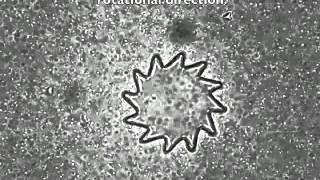 Micro Bio Robots: Effects of geometry on motion screenshot 5