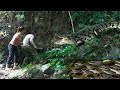 Skills to catch catfish in streams - Facing trapped crocodiles, building a water tank with ice cubes
