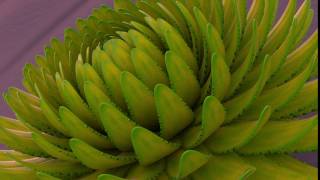 Phyllotactic animation - Houdini
