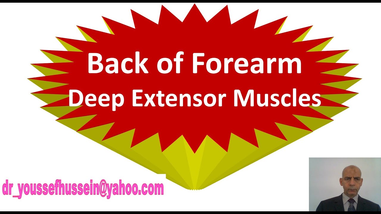 18. Deep Extensor muscles - Back of the forearm - YouTube