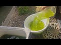 ザルとボウルだけでメダカ水換えしてみた結果…