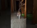 #gatosdomésticos #chatstory #cat #gatoshermosos #fypage #tendencia #viral #viralvideo #humor