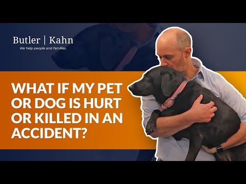 What if my Pet or Dog is Hurt or Killed in an Accident?
