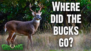 How to Find Bucks When They Disappear (777)