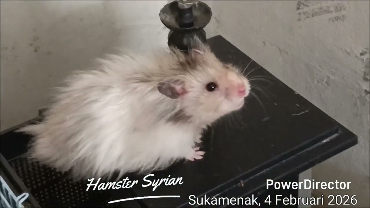 Hamster Syrian Dalam satu kurungan dengan pergerakan aktif#hamster#mawarempat