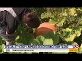 Specialty crop farmers recovering from flood