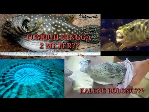 Video: 10 Fakta Mengenai Ikan Puffer