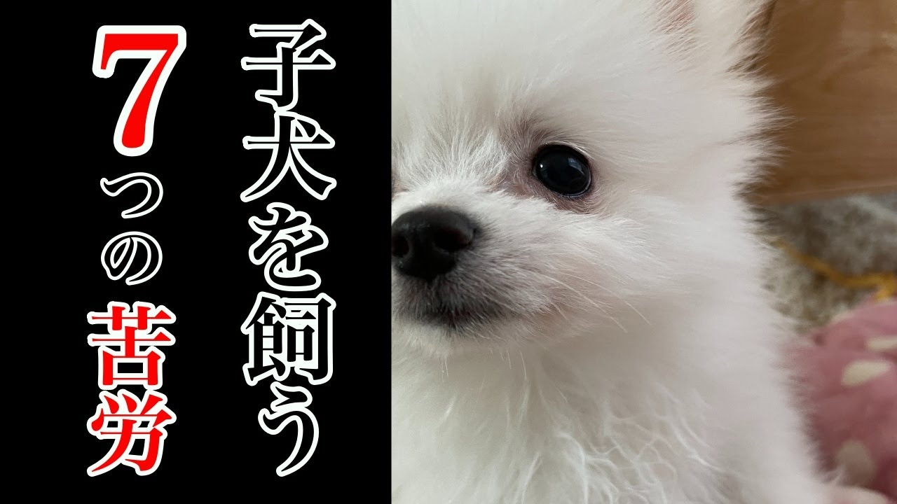 覚悟必須 子犬ポメラニアンを飼って体験した7つの苦労を正直にお話しします Youtube