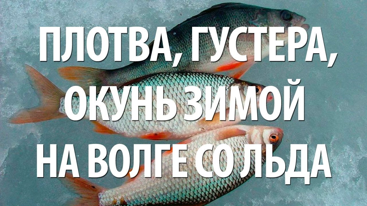 ⁣ЗИМНЯЯ ЛОВЛЯ ПЛОТВЫ ГУСТЕРЫ ОКУНЯ. ПОДЛЕДНАЯ РЫБАЛКА на ВОЛГЕ ЗИМОЙ
