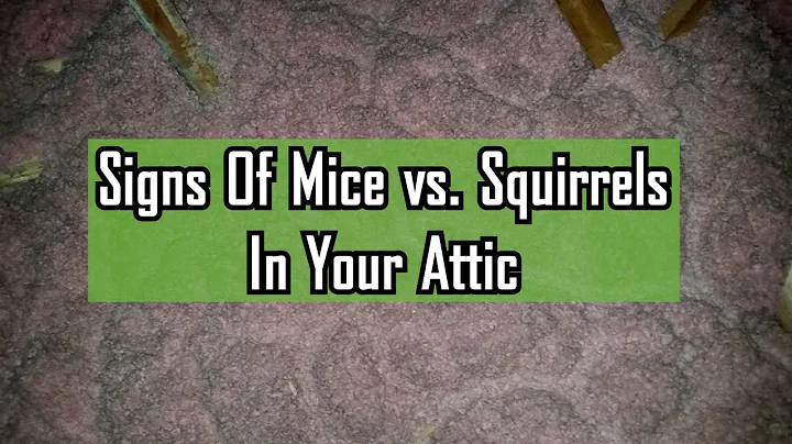 Signs of Mice vs. Squirrels In Your Attic - DayDayNews