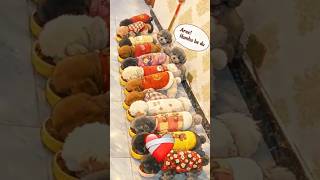 Dog Having a Party with Owner 🥰