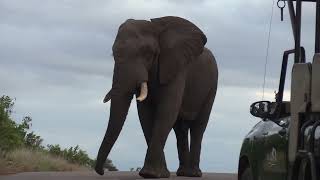Elephant Bull Stand Off.