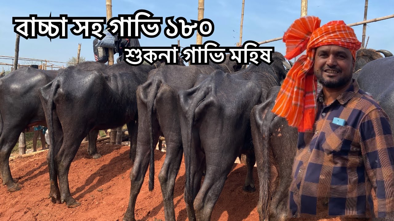 বাচ্চা সহ গাভি ১৮০ | ১লা ফেব্রুয়ারী ২০২৬