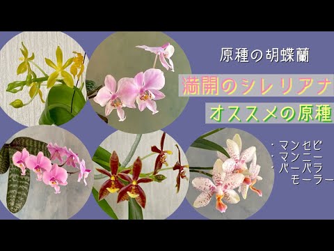 2024年3月5日 原種の胡蝶蘭【シレリアナ】🌸満開 私のオススメする原種