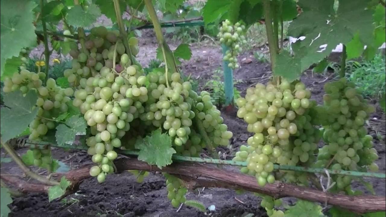 Веста - Виноград, виноградарство. Саженцы винограда Красохиной С.И.