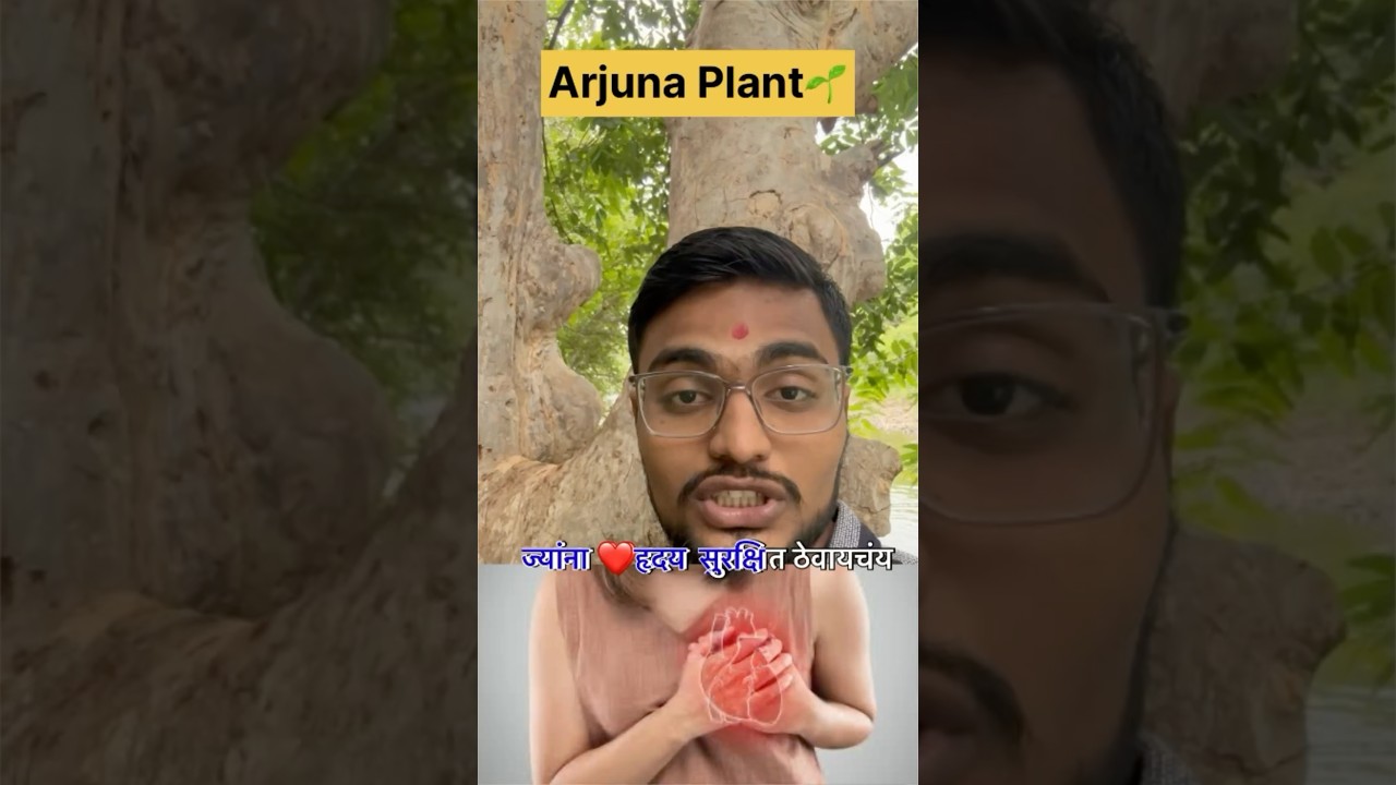 🌿 Arjun – The Heart Guardian in Ayurveda! Is it really works  Ayurveda