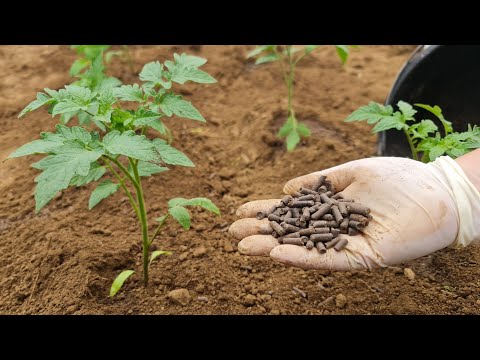 Video: Kedy by sa mali presádzať sadenice paradajok?