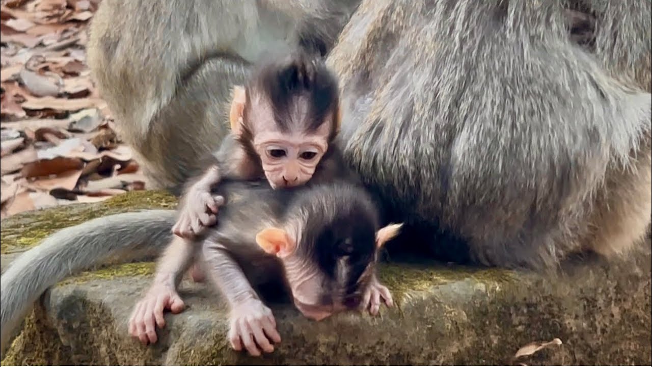Wow so pretty baby monkey natural 😍🍀🌴🌿