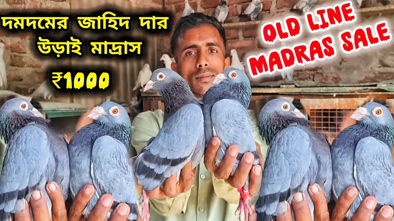 দমদমের জাহিদ দার সবুজ/আবলুক/কালদম মাদ্রাস পায়রা।TOP QUALITY MADRAS KABUTOR SALE @pigeonsloverrj9600 