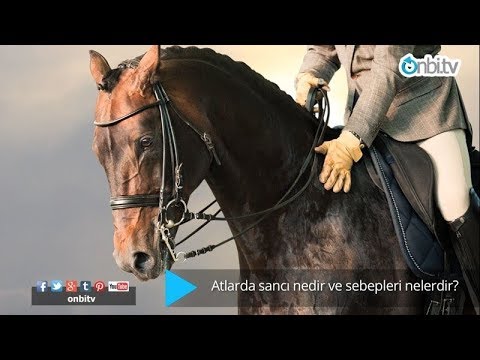 Video: Atlarda Kolik ve Mide Ülserleri