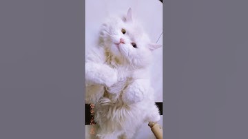 Lazy Day With My Cat|pure Relaxation|cat video