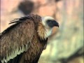Les gants du caire vautours fauves   documentaire animalier