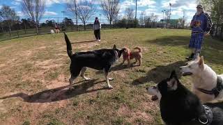 Dog Park TV Lots of new dogs and people, lots of small dogs in the mix. Good weather brings them out