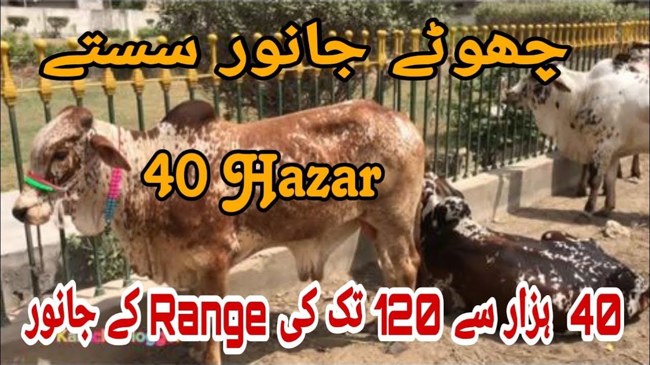 chotay-janwar-saaste-40-hazar-se-120-tak-ki-range-wale-youtube