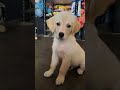 Puppy Vs Now Trendingshorts Happy Cutedog Goldenretriever Simba Puppy Puppy Vs Now Trendingshorts Happy Cutedog Goldenretriever Simba Puppy