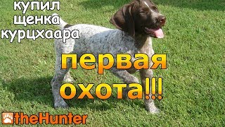КУПИЛ ЩЕНКА КУРЦХААРА! Первая охота с легавой - theHunter КУПИЛ ЩЕНКА КУРЦХААРА! Первая охота с легавой - theHunter