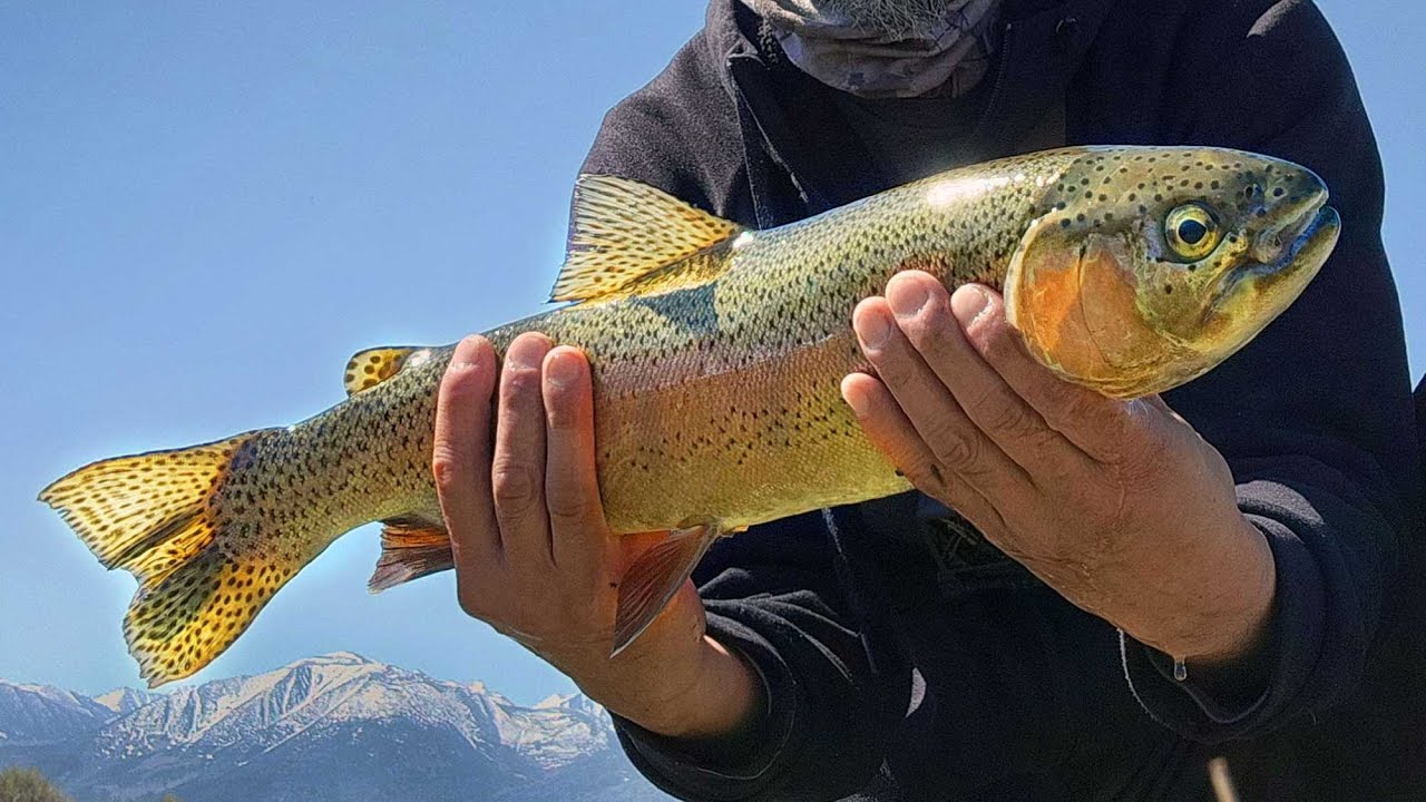 PB Wild Trout Owens River Fishing Eastern Sierras YouTube