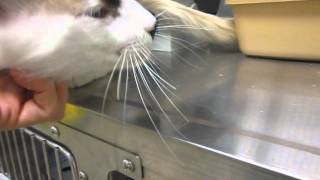 Jacob, A627174, Is A Dreamy Cat Combo Of Siamese Seal Point Snowshoe And Balinese