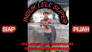 JUAL INDUK LELE BERKUALITAS DI LUMAJANG JATIM - KETURUNAN BERSERTIFIKAT