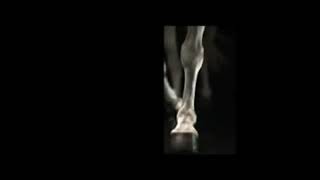 Horses Feet Stomping