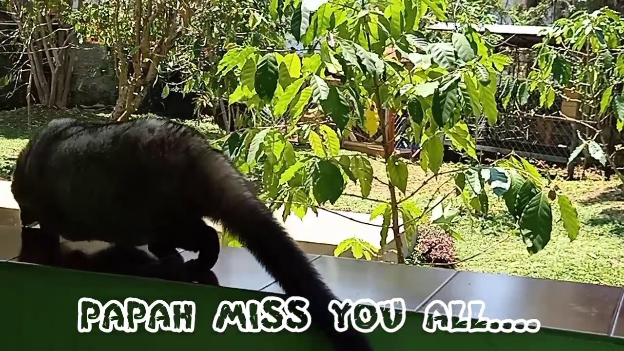 Wisata Kopi Luwak Puncak 1 Miss U All My Family Wisata Kopi Luwak Puncak 1 Miss U All My Family