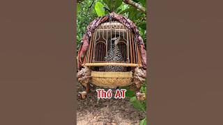 Chim đa đa thổ gáy