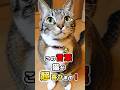 絶対に言って!猫の心に響く9つの魔法ワード #猫雑学 #ねこたんの解説 #猫