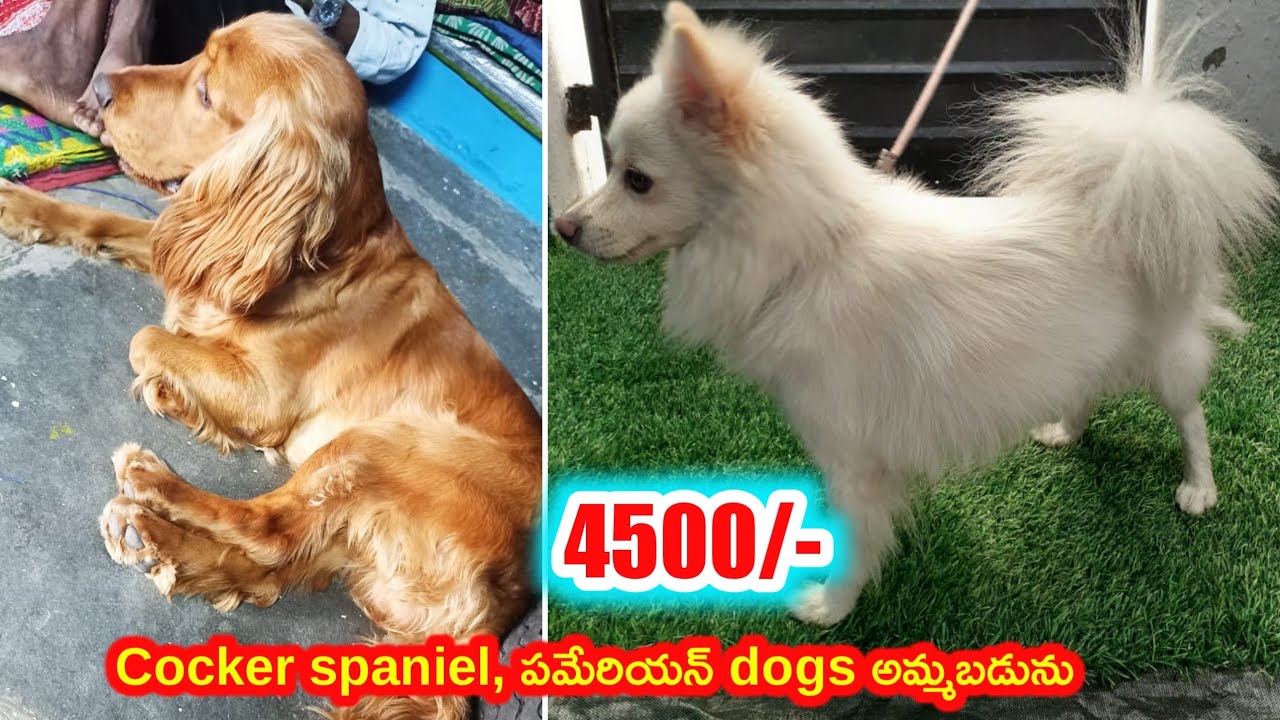 top quality Cocker spaniel ,Pomeranian dogs for sale in telugu/ 76610 ...